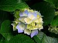 Hydrangeas (Copy)